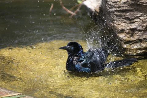 Bathing grackle Stock-Fotos