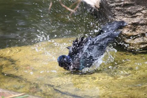 Bathing grackle Stock Photos