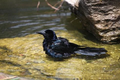 Bathing grackle Stock Photos