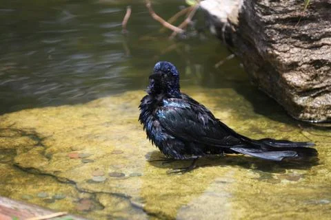 Bathing grackle Stock Photos