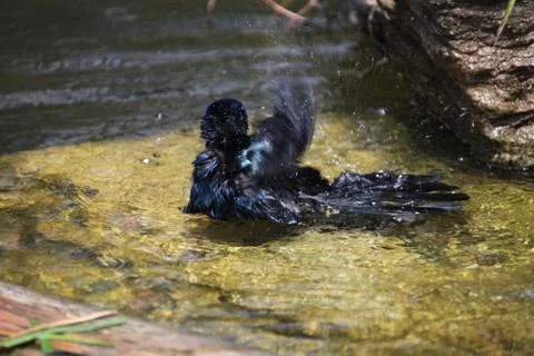 Bathing grackle Stock Photos