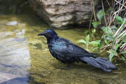 Bathing grackle Stock Photos