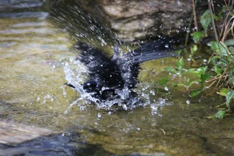 Bathing grackle Stock Photos