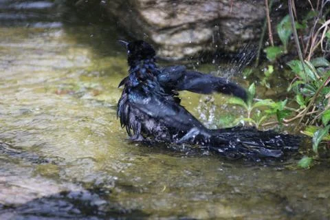 Bathing grackle Stock Photos