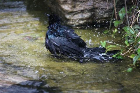 Bathing grackle Stock Photos