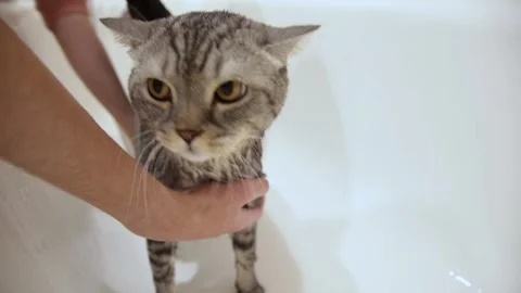 Bathing a gray cat in the bathroom under the shower. Stock Footage 150124860