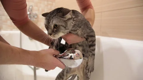 Bathing a gray cat in the bathroom under the shower. Stock Footage 150124872