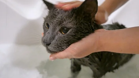 Bathing grey cat in bathroom Stock Footage 101455707