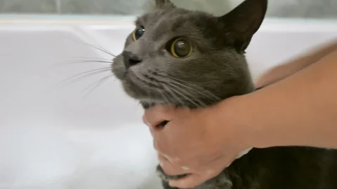 Bathing a grey korat cat in bathroom with shampoo Stock Footage 101455540