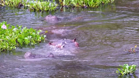 Bathing hippos Video stock 84659789