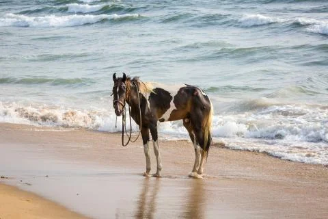 Bathing of a horse Stock Photos