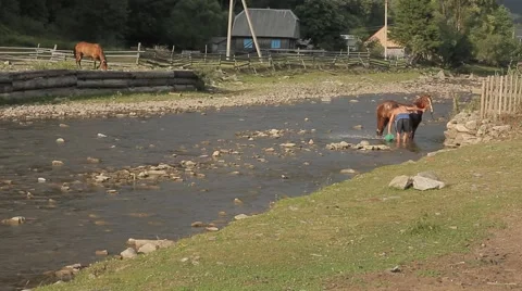 Bathing the horse in the river Vídeo Stock 41464143