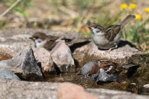 Bathing house sparrow Stock Photos