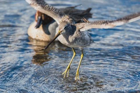 A bathing  Long-billed dowitcher spreading its wings and splashing water around. Stock Photos