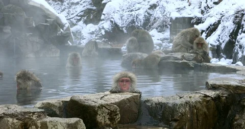 Bathing monkeys at Jigokudani Monkey Park, Nagano Prefecture, Japan Stock Footage 88793894