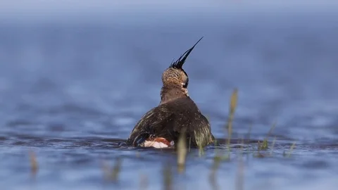 Bathing Northern Lapwing in shallow water Stock Footage 124809581