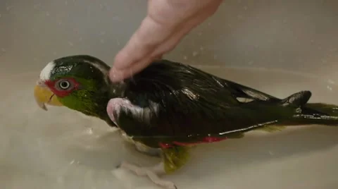 Bathing Parrot in Faucet Stock Footage 10684334