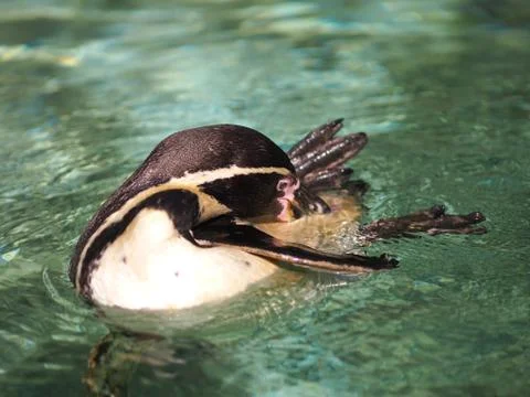 A bathing penguin. 스톡 사진
