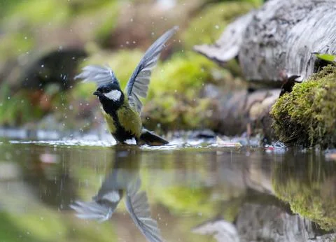 Bathing Stock Photos