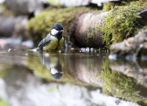 Bathing Stock Photos