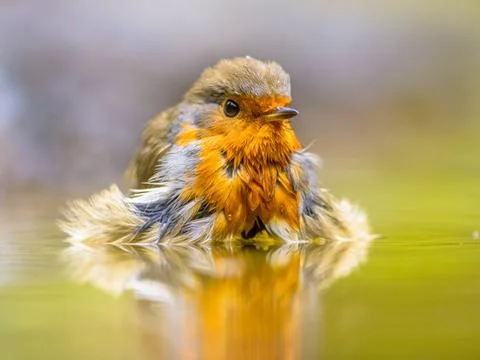 Bathing Red Robin Stock Photos