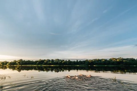 Bathing in the river Stock-Fotos