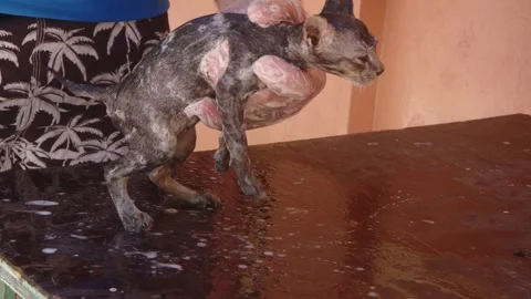 Bathing a Sick Kitten with Medicated Shampoo for Mange Treatment Stock Footage 310972262