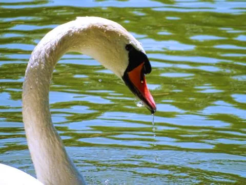 Bathing Swan 스톡 사진