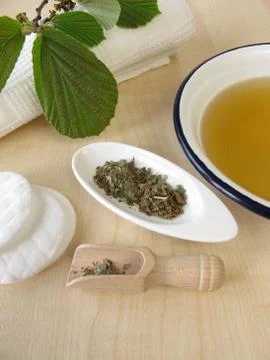 Bathing tea witch hamamelis Stock Photos