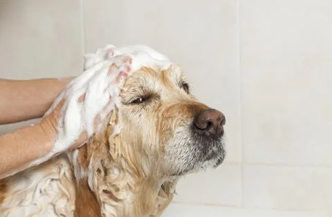 Bathroom to a dog Stock Photos