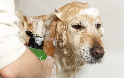 Bathroom to a dog Foto stock
