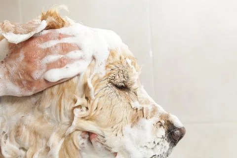 Bathroom to a dog Stock-Fotos
