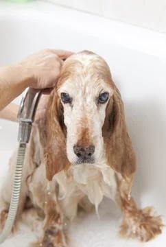Bathroom to a dog Stock Photos