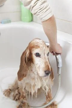 Bathroom to a dog Stock Photos