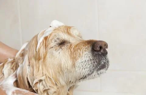 Bathroom to a dog Stock-Fotos