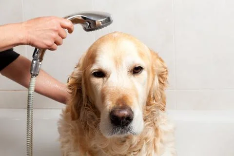 Bathroom to a dog Stock-Fotos