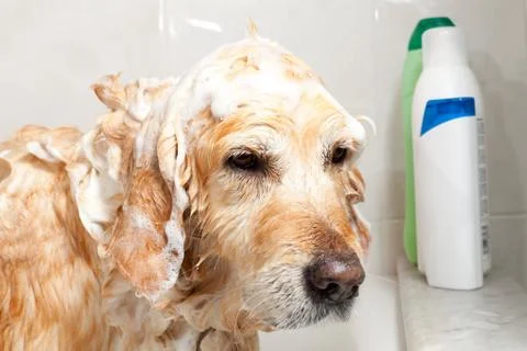 Bathroom to a dog Stock-Fotos