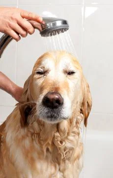 Bathroom to a dog Stock-Fotos