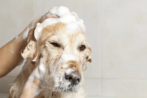 Bathroom to a dog Stock-Fotos