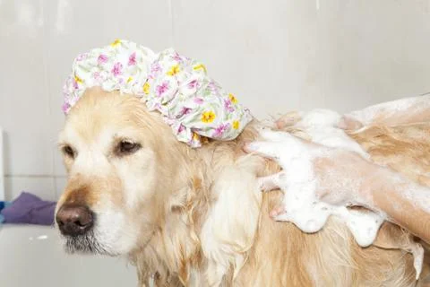 Bathroom to a dog Foto stock