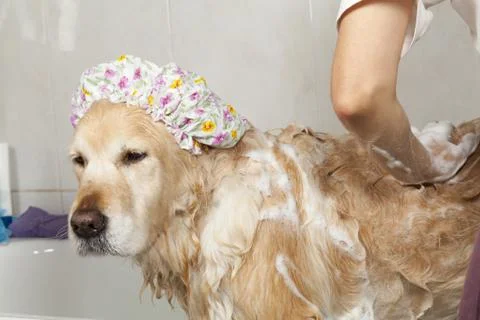 Bathroom to a dog Foto stock
