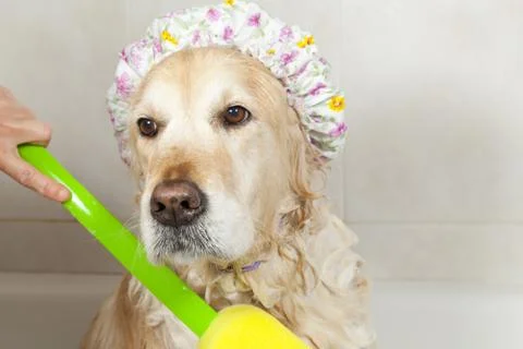 Bathroom to a dog Foto stock