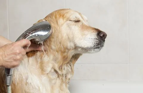 Bathroom to a dog Foto stock