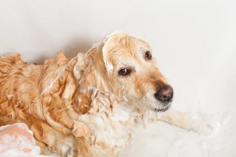 Bathroom to a dog Foto stock