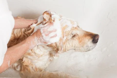 Bathroom to a dog Stock-Fotos