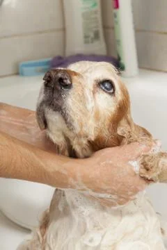 Bathroom to a dog Stock-Fotos