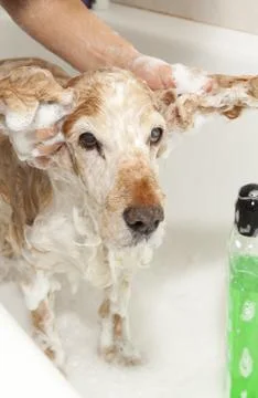 Bathroom to a dog Foto stock