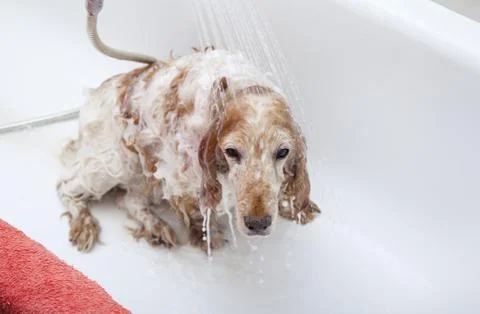 Bathroom to a dog Foto stock