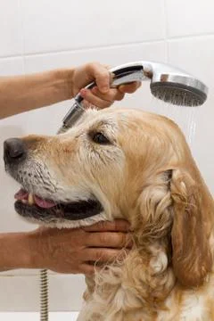 Bathroom to a dog Stock-Fotos