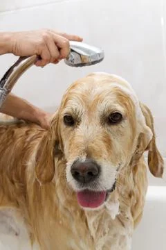 Bathroom to a dog Stock-Fotos